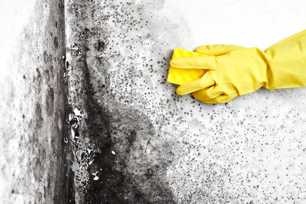 Best Toxic Mold Removal  in Allendale, SC